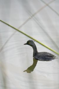 High angle view of duck swimming in lake