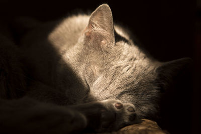 Close-up of cat sleeping