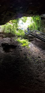 View of footpath in forest