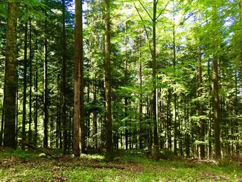 Trees growing in forest