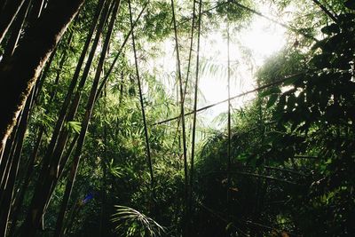 Low angle view of bamboo trees in forest