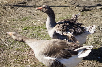 Close-up of ducklings on field