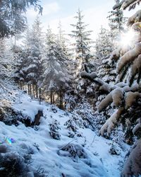 Snow covered trees in forest against sky