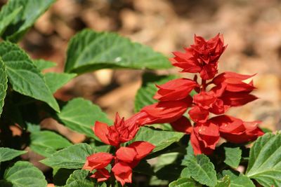 Close-up of red flowering plant