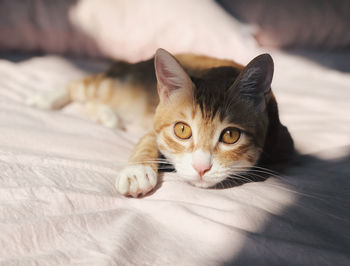 Close-up portrait of a cat