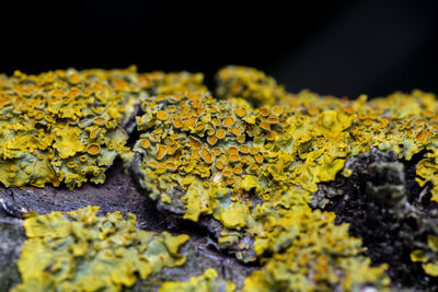 Close-up of yellow and moss on rock