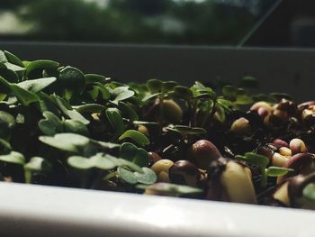 Close-up of fruits growing on window