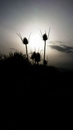 Silhouette plants on field against sky at sunset