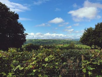 Plants growing on field against sky