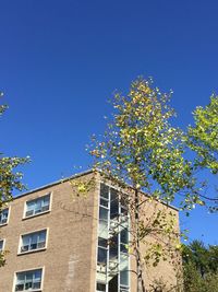 Low angle view of tree against blue sky