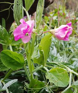 Close-up of pink flowers blooming outdoors