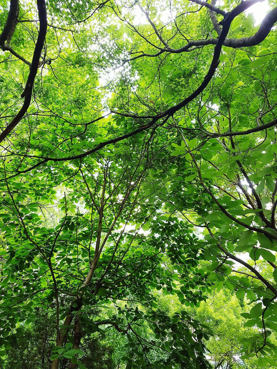 low angle view, tree, growth, branch, green color, forest, scenics, nature, beauty in nature, tranquility, tranquil scene, green, day, lush foliage, tree trunk, tree canopy, sky, non-urban scene, outdoors, majestic, full frame, woodland, tall, remote