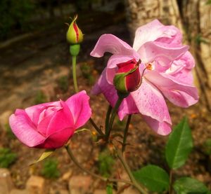 Close-up of pink bougainvillea blooming outdoors