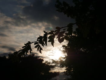 Low angle view of silhouette plants against sky during sunset