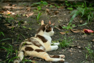 Cat looking away on field