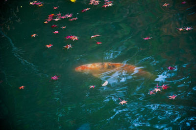 Close-up of koi carps swimming in water