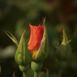 Close-up of red rose bud