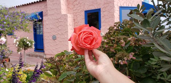 Close-up of hand holding rose bouquet against plants