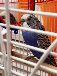 Close-up of parrot in cage