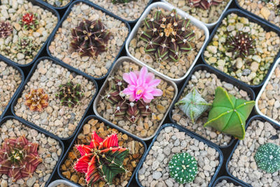 High angle view of potted plants