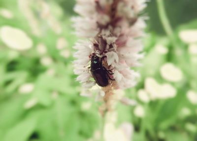 Close-up of honey bee pollinating on white flower