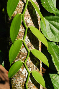 High angle view of green plant