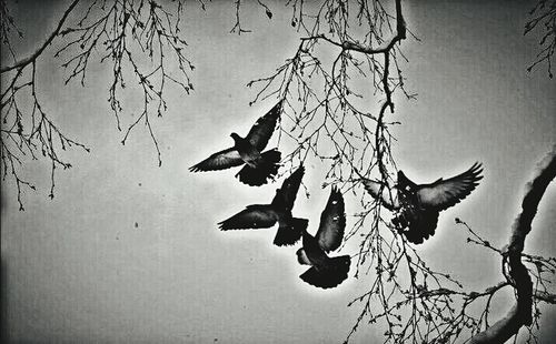 Birds on bare tree