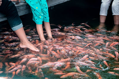 High angle view of fish for sale