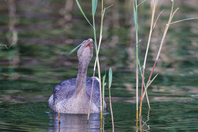 Close-up of bird perching on a lake