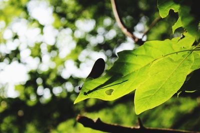 Close-up of leaves on tree