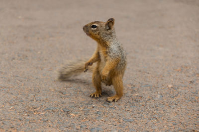 Close-up of squirrel