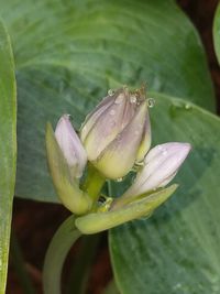 Close-up of flower