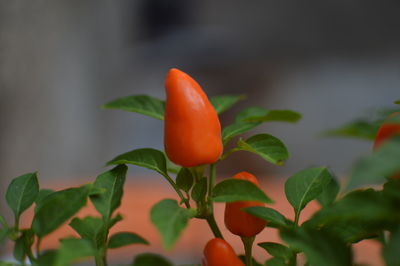 Close-up of red chili peppers growing outdoors