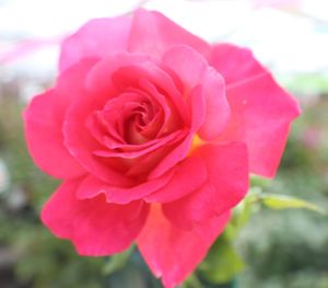 Close-up of pink rose