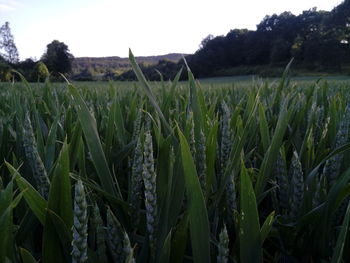 Close-up of wheat field against sky