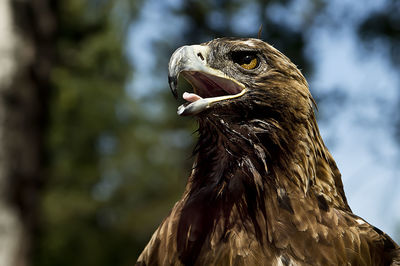 Emotions of an eagle in a natural environment