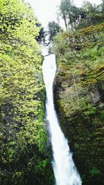 River flowing through forest