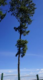 Low angle view of tree against clear sky