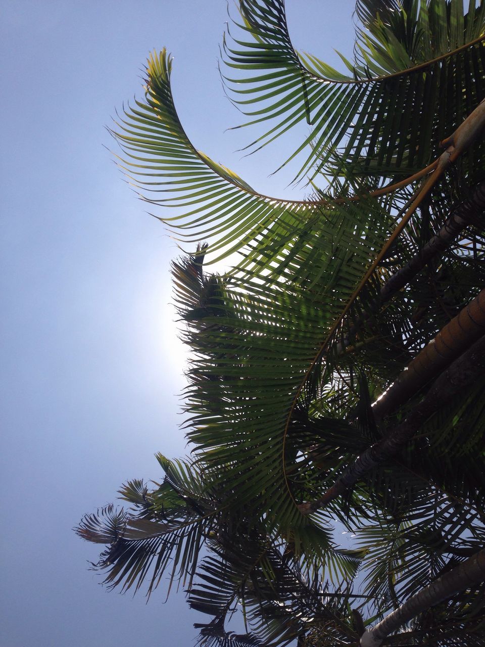 palm tree, low angle view, tree, growth, palm leaf, clear sky, leaf, tall - high, nature, sky, tranquility, tree trunk, coconut palm tree, tropical tree, silhouette, palm frond, beauty in nature, sunlight, day, branch