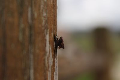 Close-up of insect on wood