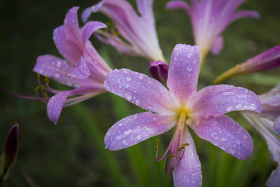 Close-up of water drops on pink flower