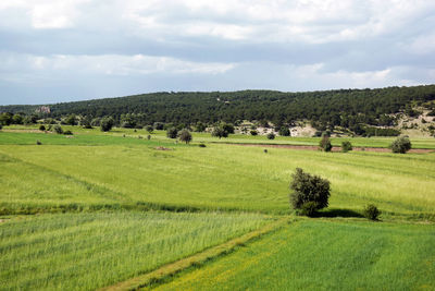 Scenic view of farm against sky