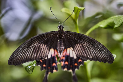 Close-up of butterfly pollinating flower