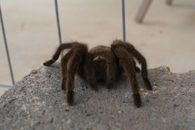 Close-up of tarantula