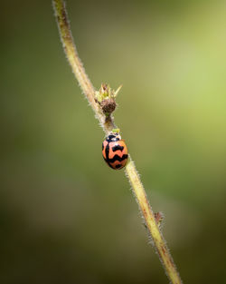 Close-up of ladybug on plant