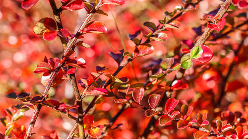 Close-up of yellow flowering plant