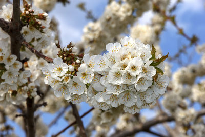 Close-up of white cherry blossom tree