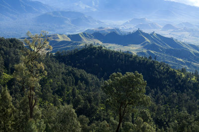 High angle view of trees in forest against sky