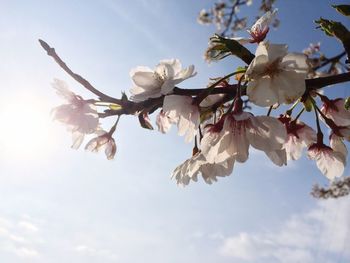 Close-up of cherry blossoms in spring