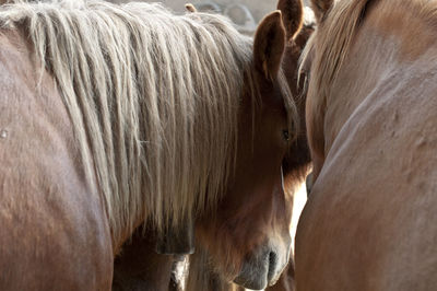 Close-up of brown horses